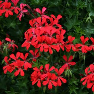 Geranium hängend; Balkon Rot