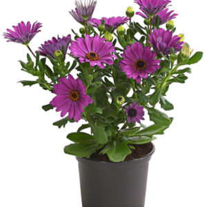 Osteospermum ecklonis