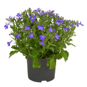 Lobelia erinus  'Moon'