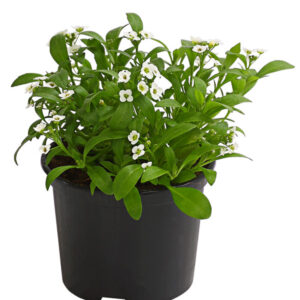 Lobularia maritima 'Alice'