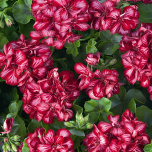 Geranium hängend; Medio Lollipop  Nixe