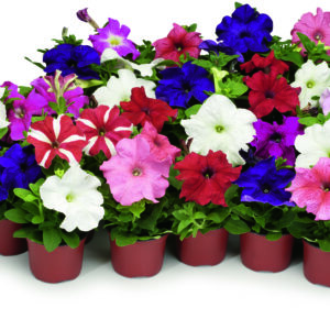 Petunia aufrecht; verschiedene Sorten