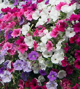 Petunia x atkinsiana  Surfinia hängend