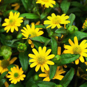 Sanvitalia procumbens