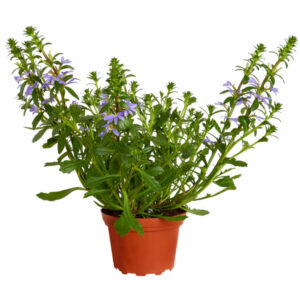 Scaevola saligna