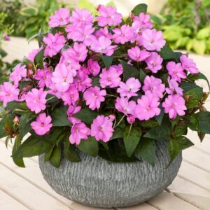 Impatiens 'Sun Patiens'
