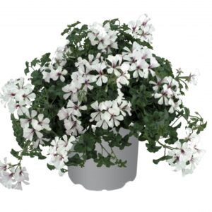 Geranium hängend; Balkon Polar