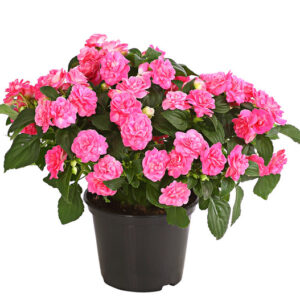 Impatiens walleriana  gefüllt