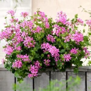 Geranium hängend; Balkon Lila