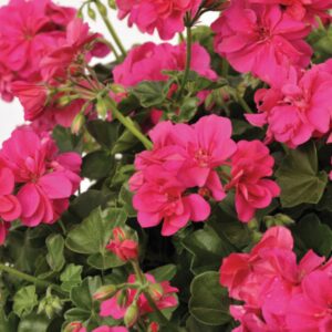 Geranium hängend; Medio Rita Hot Pink
