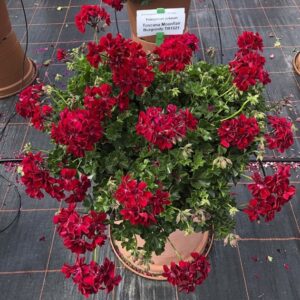 Geranium hängend; Karolina dunkelrot